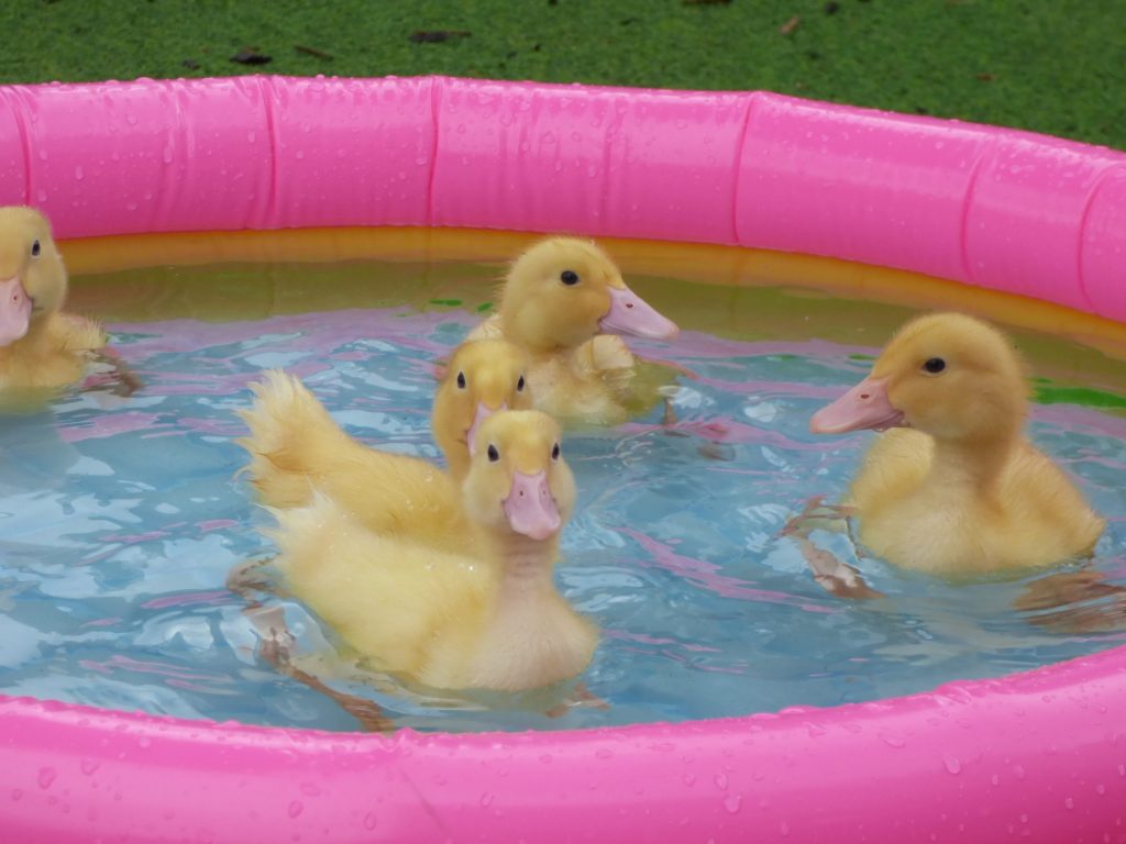 ducklings in a small pink paddling pool
