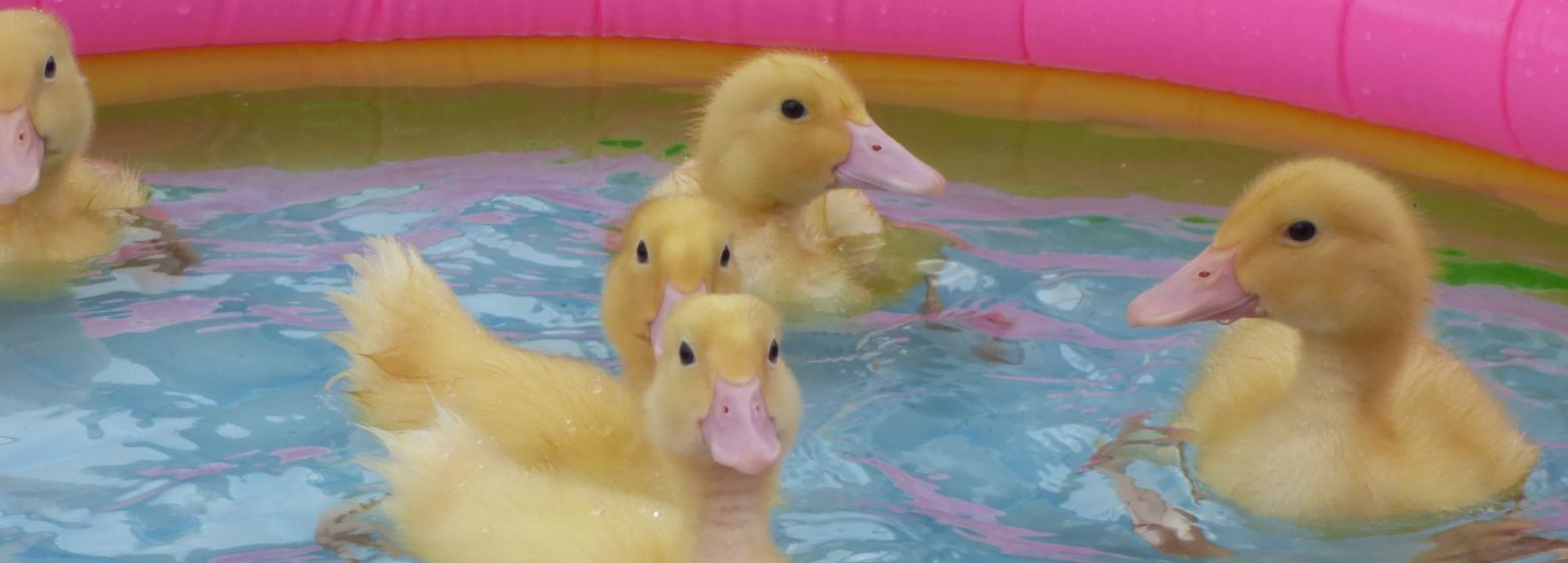 ducklings in a small pink paddling pool