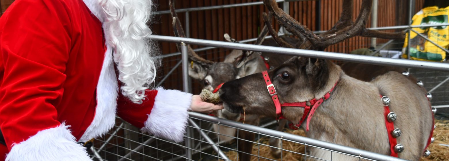 Santa feeding the Reindeer