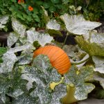 A pumpkin in the leaves